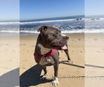 Small #2 American Pit Bull Terrier Mix