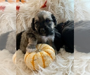 Pyredoodle Puppy for sale in FALCON, CO, USA