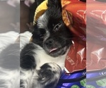 Small Photo #1 Chiranian Puppy For Sale in OAK GROVE, KY, USA