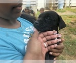 Small #20 Cane Corso-Rottweiler Mix