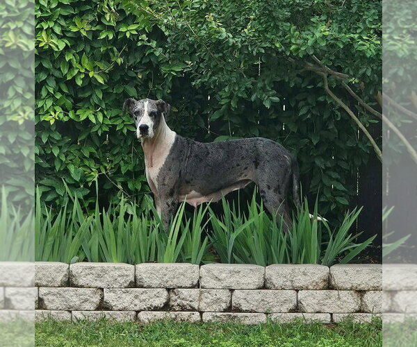 Medium Photo #1 Great Dane Puppy For Sale in Bullard, TX, USA