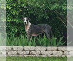 Small Great Dane