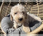 Small #6 Poochon