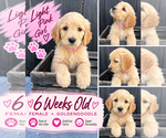 Puppy Little Pinky Double Doodle