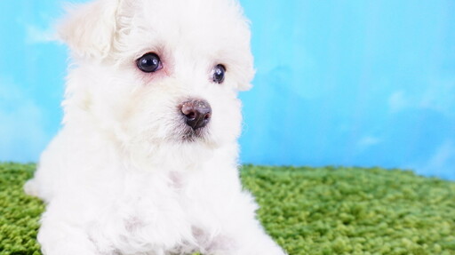 Medium Photo #5 Maltipoo Puppy For Sale in LA MIRADA, CA, USA