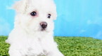 Small Photo #5 Maltipoo Puppy For Sale in LA MIRADA, CA, USA