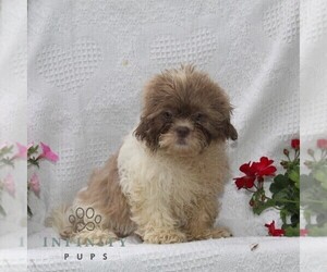 Shih Tzu Puppy for sale in RISING SUN, MD, USA