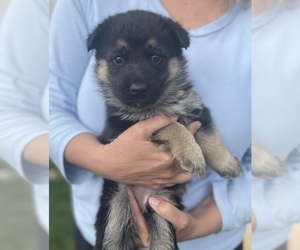 German Shepherd Dog Puppy for sale in MENDON, UT, USA