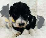 Puppy Puppy 3 Aussiedoodle-Goldendoodle Mix