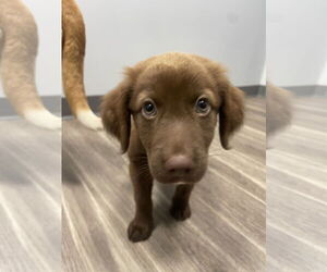 Labrador Retriever-Unknown Mix Dogs for adoption in Derwood, MD, USA