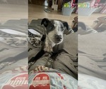 Small #8 Australian Cattle Dog