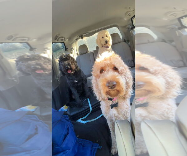 Medium Photo #2 Golden Retriever Puppy For Sale in Harrison, AR, USA