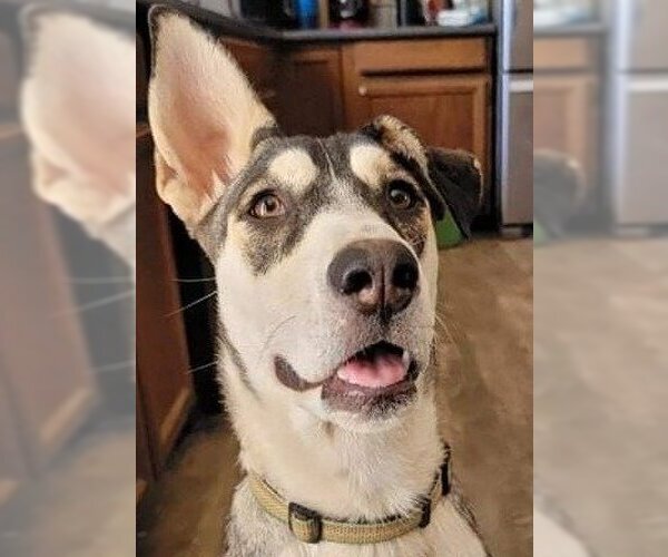 Medium Photo #4 Siberian Husky-Unknown Mix Puppy For Sale in Cedar Crest, NM, USA