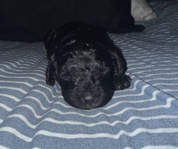 Medium Photo #1 Labradoodle Puppy For Sale in CONWAY, SC, USA