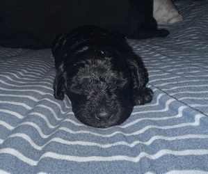 Medium Labradoodle