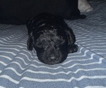 Puppy Puppy 6 Labradoodle