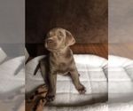 Small Photo #6 Labrador Retriever Puppy For Sale in FOUNTAIN, CO, USA