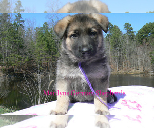 German Shepherd Dog Puppy for sale in PIEDMONT, MO, USA