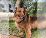 Small #1 Collie-German Shepherd Dog Mix