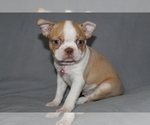 Small #4 Boston Terrier