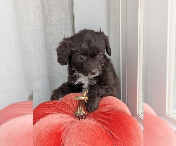 Medium Photo #3 Miniature Australian Shepherd-Poodle (Toy) Mix Puppy For Sale in CICERO, NY, USA