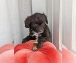 Small #2 Miniature Australian Shepherd-Poodle (Toy) Mix
