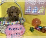 Small Photo #21 English Cream Golden Retriever-Poodle (Standard) Mix Puppy For Sale in DEARBORN, MO, USA