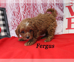 Small Photo #17 Cavapoo Puppy For Sale in CHANUTE, KS, USA