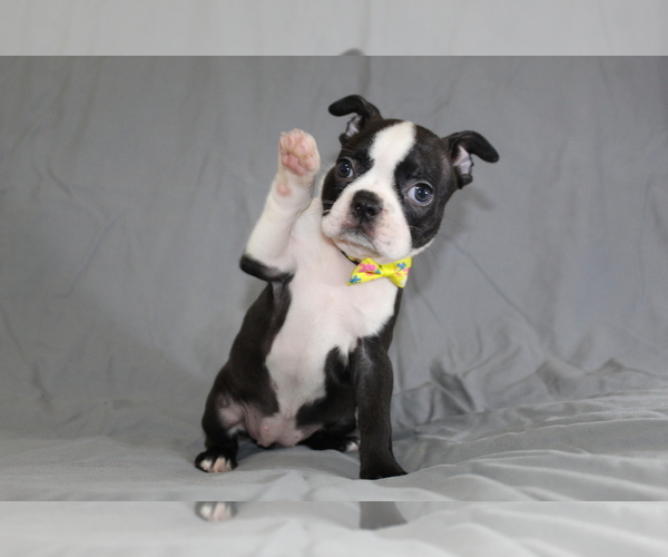Medium Photo #4 Boston Terrier Puppy For Sale in BROOKSVILLE, FL, USA