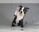 Small #3 Boston Terrier