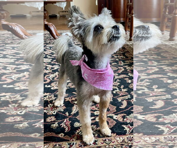 Medium Photo #5 Mutt Puppy For Sale in Allentown,, PA, USA