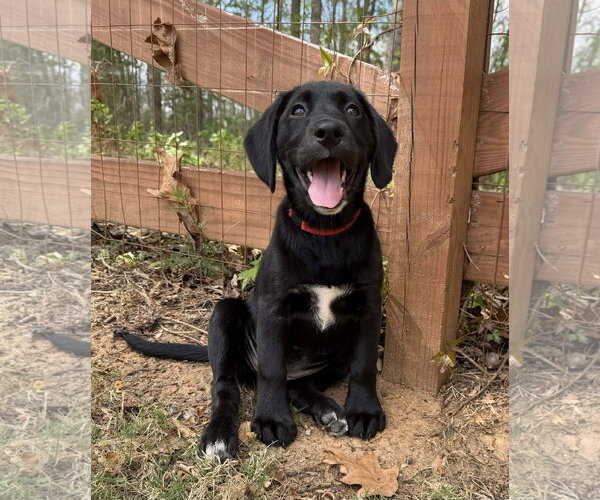 Medium Photo #2 Labrador Retriever-Unknown Mix Puppy For Sale in Greenville, SC, USA