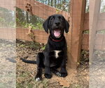 Small #1 Labrador Retriever Mix