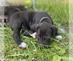 Small Photo #2 Great Dane Puppy For Sale in MINERVA, OH, USA