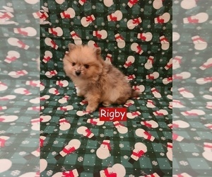 Pomeranian Puppy for sale in CLARKSVILLE, TN, USA