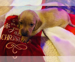 Small Photo #3 Dachshund Puppy For Sale in CARROLLTON, IL, USA