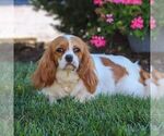 Small Photo #1 Cavapoo Puppy For Sale in PARADISE, PA, USA