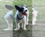 Small #4 Mutt