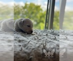 Small #7 Goldendoodle