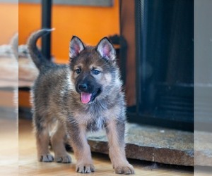 Native American Indian Dog Puppy for Sale in WEST STOCKBRIDGE, Massachusetts USA
