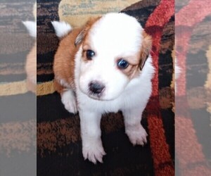 Medium English Shepherd-Great Pyrenees Mix