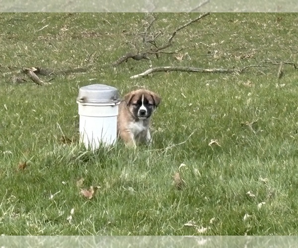 Medium Photo #16 Alaskan Husky-Saint Bernard Mix Puppy For Sale in OLIVET, MI, USA