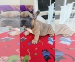 Small Photo #10 French Bulldog Puppy For Sale in WEST PALM BEACH, FL, USA