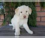 Small #2 Labradoodle