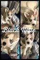 Small Photo #5 Siberian Husky Puppy For Sale in TAYLORVILLE, IL, USA