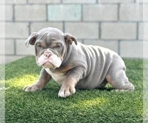 English Bulldog Puppy for sale in PITTSBURGH, PA, USA