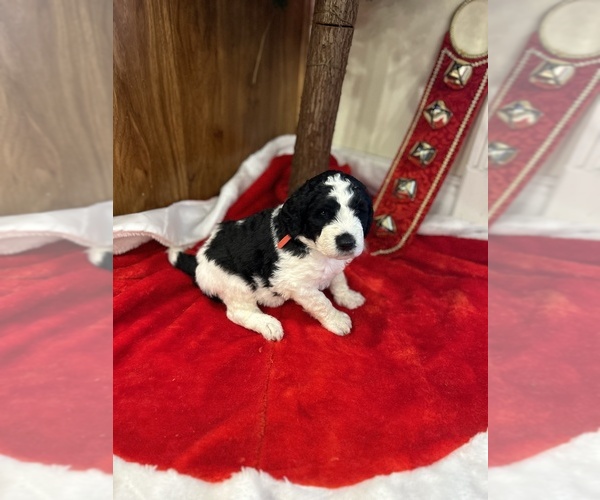 Medium Photo #3 Bernedoodle-Poodle (Standard) Mix Puppy For Sale in DANVILLE, KY, USA