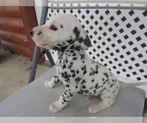Dalmatian Puppy for sale in DETROIT, MI, USA