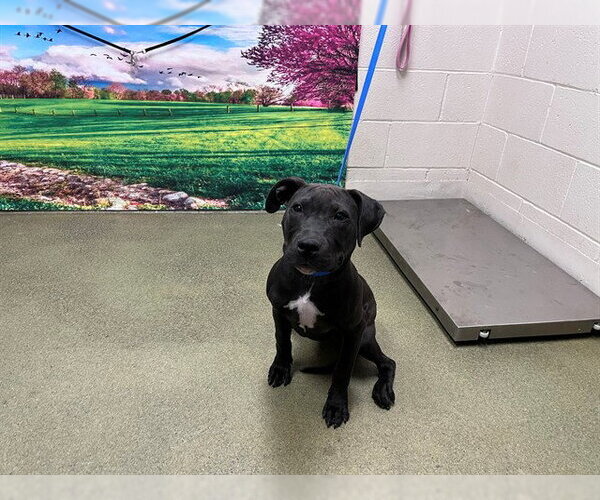 Medium Photo #1 Mutt Puppy For Sale in Moreno Valley, CA, USA