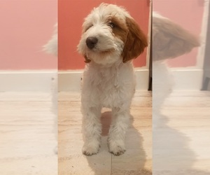 Cavapoo-Goldendoodle Mix Puppy for sale in EDWARDSBURG, MI, USA